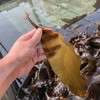【海带就应鲜着吃！】农捕手 嫩芽级新鲜海带 | 3月嫩芽期的海带，从半岛海域直达到你的餐桌，错过等一年！ 商品缩略图5