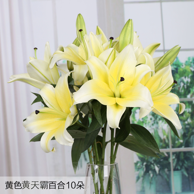 黄色香水百合花