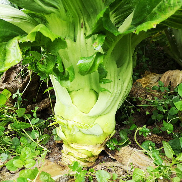 棒菜 质地柔嫩 好吃清火 500g