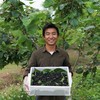 有机桑葚团购 | 绿家自产*Organic mulberry | Self-production 商品缩略图5