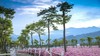 【通济花海】24.9元亲子踏春赏花套票！含：门票+萌宠乐园观赏票+滑翔翼体验9折优惠！近千亩郁金香完美盛开 商品缩略图0