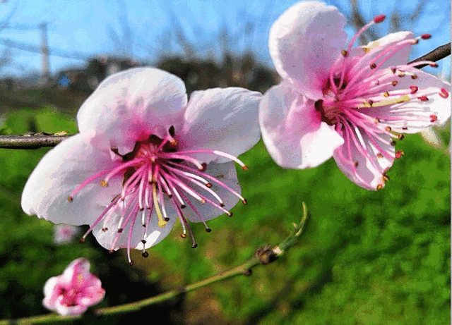 9元=赏桃花 吃桃子!泸州半岛桃花溪几百亩桃花已盛开!赶紧约