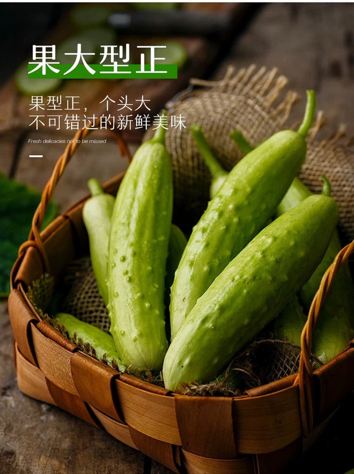 脆甜爽脆 海阳白玉黄瓜 现摘现发 包邮 5斤装