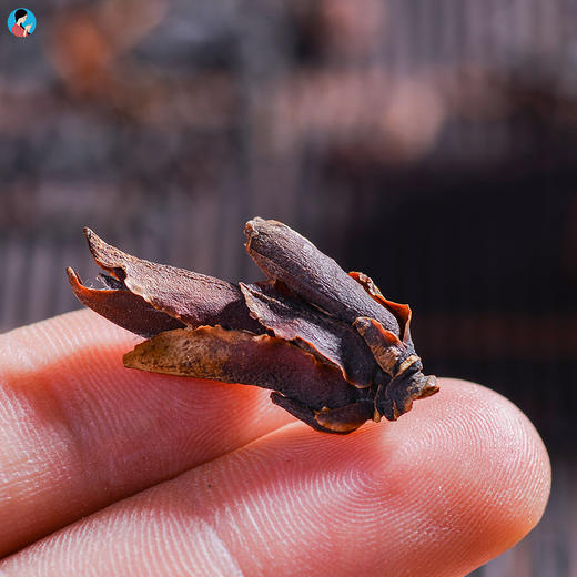 【19春茶现货】2019春茶《慕野》野生古树纯芽孢晒红 9折 5送1 100g/罐 商品图4