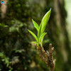 【19春茶现货】2019春茶《慕野》野生古树纯芽孢晒红 9折 5送1 100g/罐 商品缩略图6