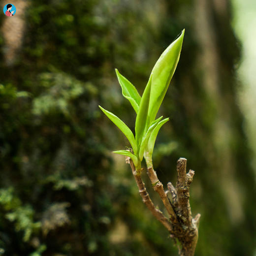 【19春茶现货】2019春茶《慕野》野生古树纯芽孢晒红 9折 5送1 100g/罐 商品图6