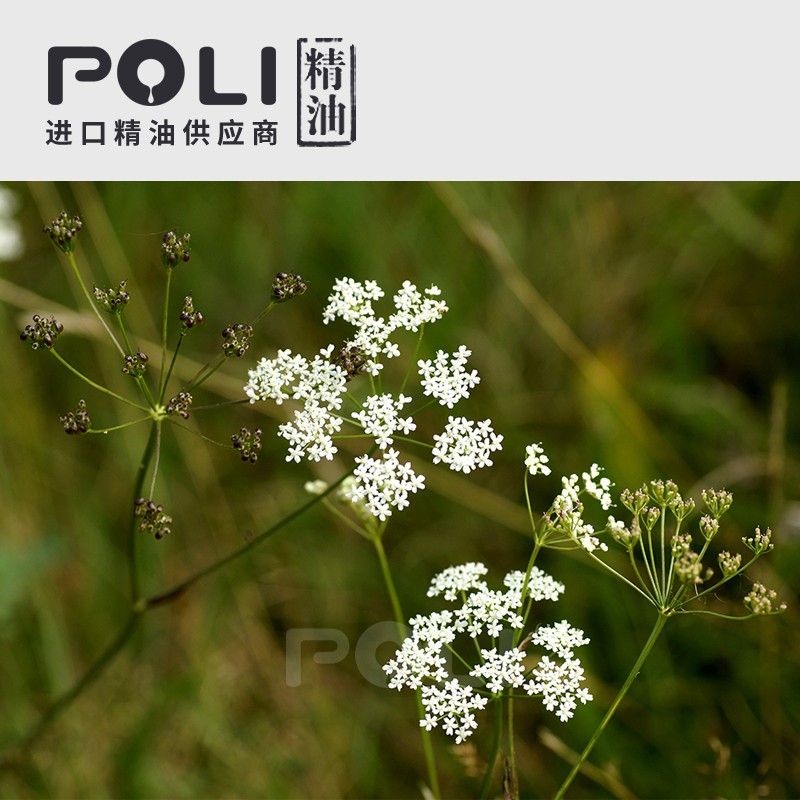 西班牙绿茴芹茴香精油