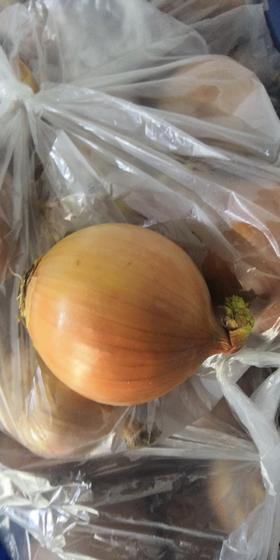 黄皮洋葱500g