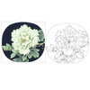 李晓明工笔花鸟白描底稿-牡丹团扇四小品之二-多种白描尺寸可选-K021 商品缩略图0