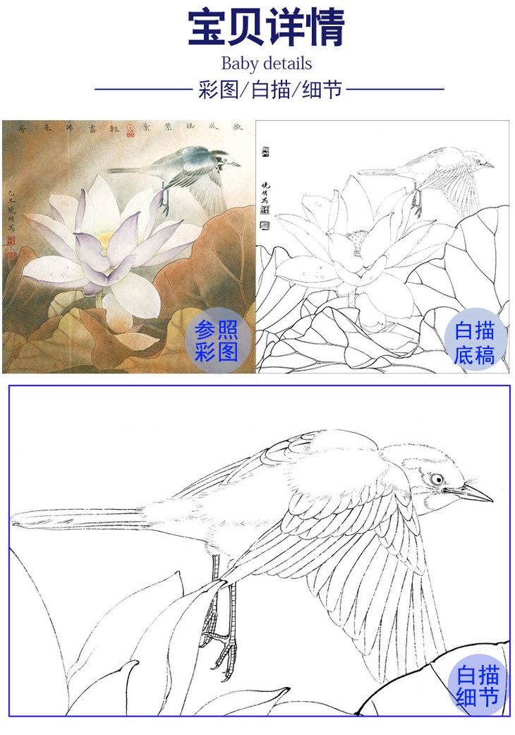 李晓明工笔荷花白描底稿-紫荷白鹡鸰-k094