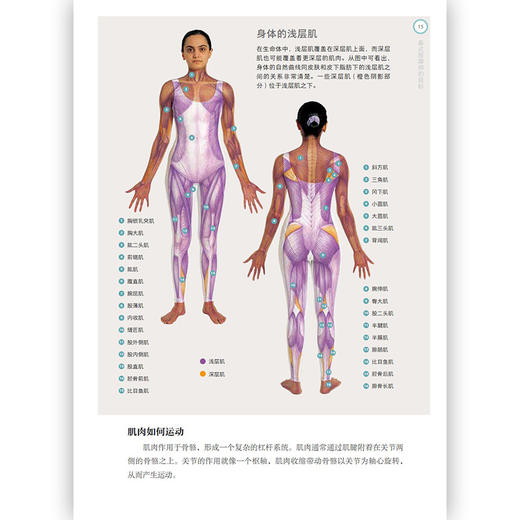 泰式按摩（8节课程，从“脚”到“头”不放过 150 多种手法，躺着享受“瑜伽感”） 商品图1