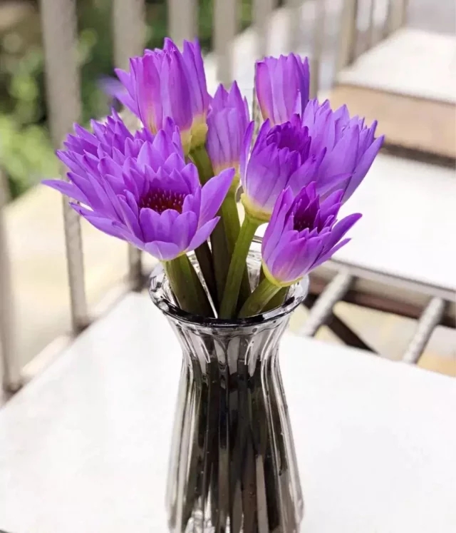 【紫色睡莲】 一扎6支/10支 鲜花云南昆明基地直发