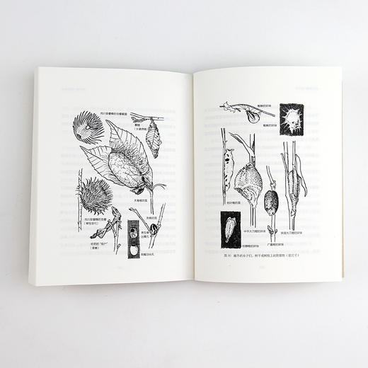 自然观察入门：认识花鸟虫鱼（带上这本书，同家人一起走进自然！）-分销 商品图2