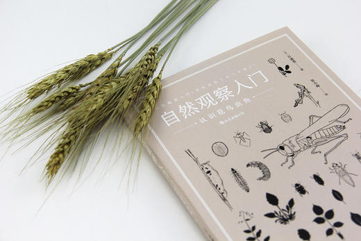 自然观察入门：认识花鸟虫鱼（带上这本书，同家人一起走进自然！）-分销 商品图1