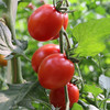 每日现摘_密农人家农户自种双色圣女果小番茄_ 酸甜多汁1斤 商品缩略图3