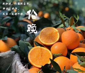 伦晚春橙（10斤装，净重9斤 24个以内精品特级大果）