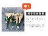 星空花束，白桔梗1支，红袖4支，尤加利小叶1支，紫边康5支 商品缩略图1