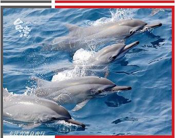 （永久下架）台北花莲赏鲸6天纯玩半自助 商品图0