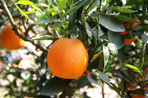 伦晚春橙（10斤装，净重9斤 24个以内精品特级大果） 商品图2