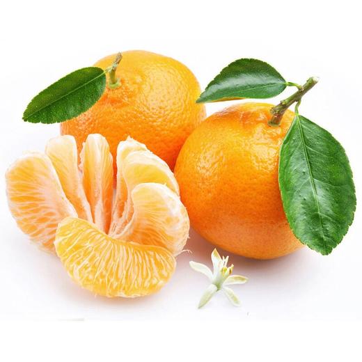 【2斤|马水桔】正宗广西马水桔 春甜桔 2斤【3月27日—28日提货】【2日内提货】 商品图7