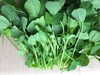草头500g 商品缩略图0