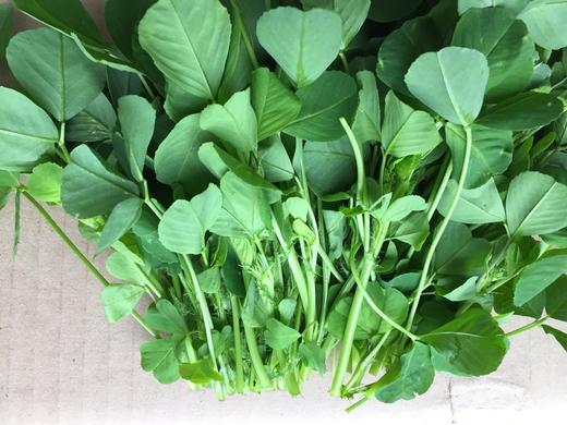 草头500g 商品图0