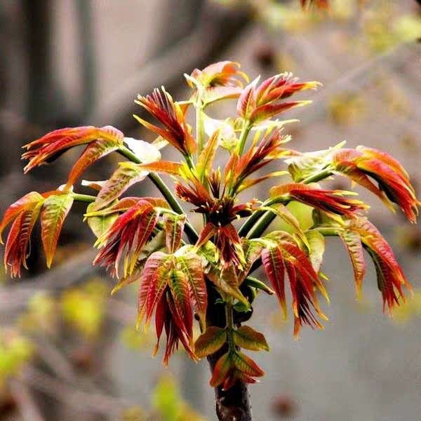 香椿芽新鲜头茬2斤野生露天红香椿芽菜叶年山东沂蒙山