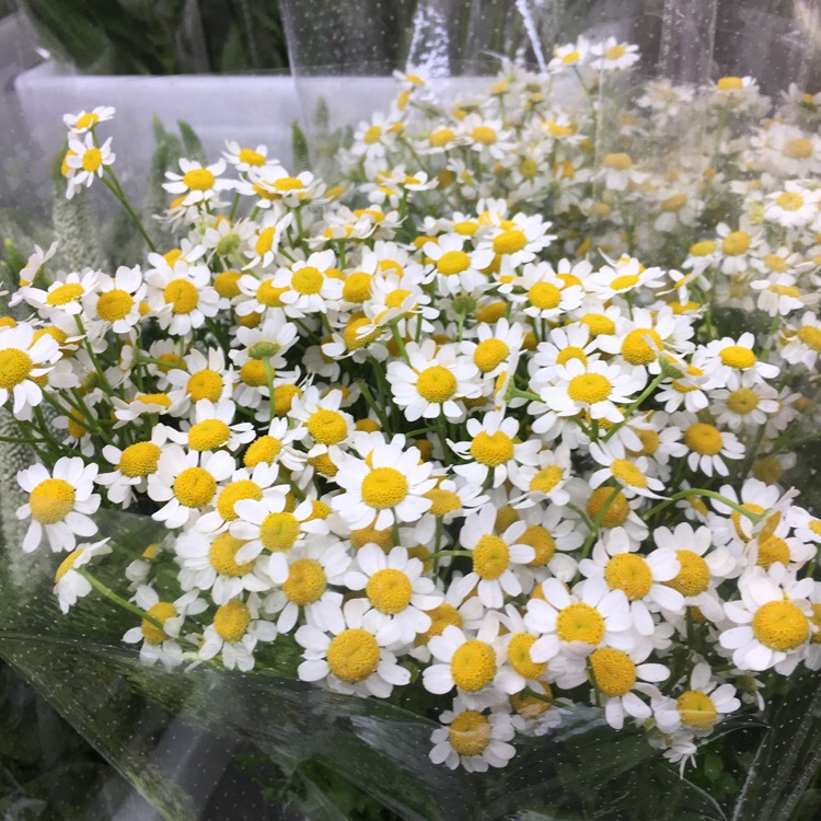 【草花】重瓣洋甘菊