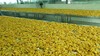 六盘水 六枝【六枝·纳骂刺梨干】250g/盒  500g/盒 全国包邮 欢迎购买品尝！ 商品缩略图2