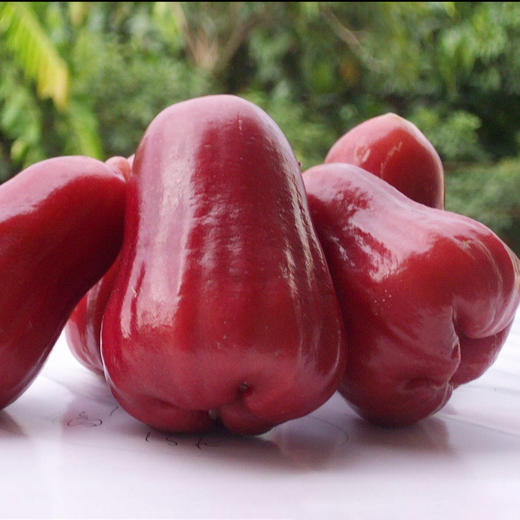 【1颗|精选】泰国黑金刚莲雾1颗(重约85g)【2日内提货】 商品图5