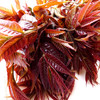 树上蔬菜香椿芽——新鲜现采，农场直供 商品缩略图4