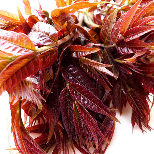 树上蔬菜香椿芽——新鲜现采，农场直供 商品图4