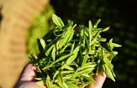 （永久下架）【亲子游】龙井寻根研学之旅