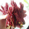 树上蔬菜香椿芽——新鲜现采，农场直供 商品缩略图0