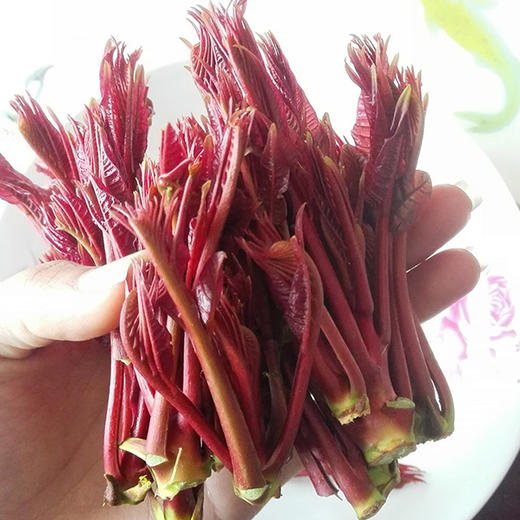 树上蔬菜香椿芽——新鲜现采，农场直供 商品图0