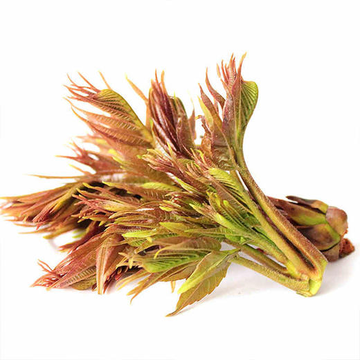 树上蔬菜香椿芽——新鲜现采，农场直供 商品图1