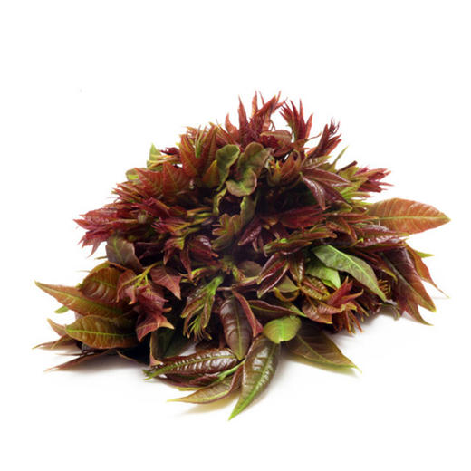 树上蔬菜香椿芽——新鲜现采，农场直供 商品图2