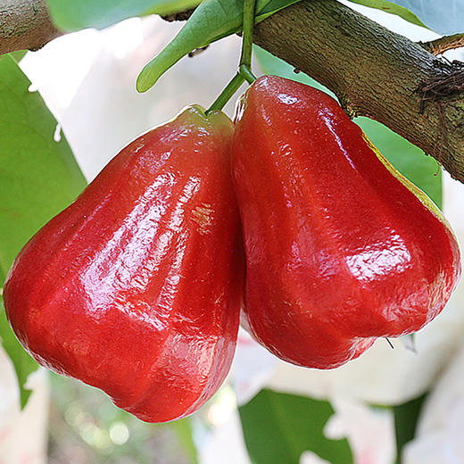 【1颗|精选】泰国黑金刚莲雾1颗(重约85g)【2日内提货】 商品图3