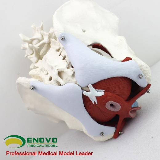 现货速发【医教模型】ENOVO颐诺 女性骨盆盆底肌生殖器官模型 盆腔附件结构膀胱阴道模型 商品图2
