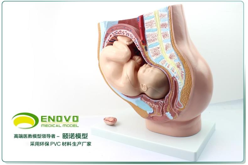 现货速发【医教模型】ENOVO颐诺普及版女性盆腔附足月胎儿模型妊娠发育九个月胎儿子宫生殖模型