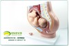 现货速发【医教模型】ENOVO颐诺普及版女性盆腔附足月胎儿模型妊娠发育九个月胎儿子宫生殖模型 商品缩略图0