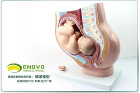 现货速发【医教模型】ENOVO颐诺普及版女性盆腔附足月胎儿模型妊娠发育九个月胎儿子宫生殖模型