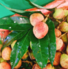 妃子笑荔枝 商品缩略图0