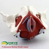 现货速发【医教模型】ENOVO颐诺 女性骨盆盆底肌生殖器官模型 盆腔附件结构膀胱阴道模型 商品缩略图1
