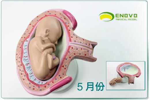 现货速发【医教模型】ENOVO颐诺 妊娠组织胚胎发育胎儿形成过程模型 商品图2