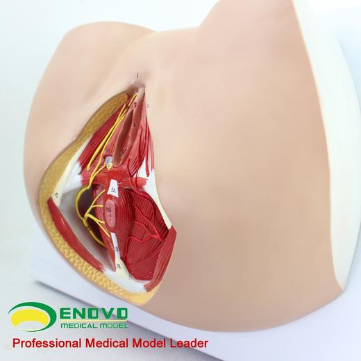 现货速发【医教模型】ENOVO颐诺 女性会阴模型 血管神经骨盆底肌解剖模型妇科泌尿肛肠科 盆底肌修复康复教具模型神经血管肌肉 商品图1