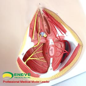 现货速发【医教模型】ENOVO颐诺 女性会阴模型 血管神经骨盆底肌解剖模型妇科泌尿肛肠科 盆底肌修复康复教具模型神经血管肌肉