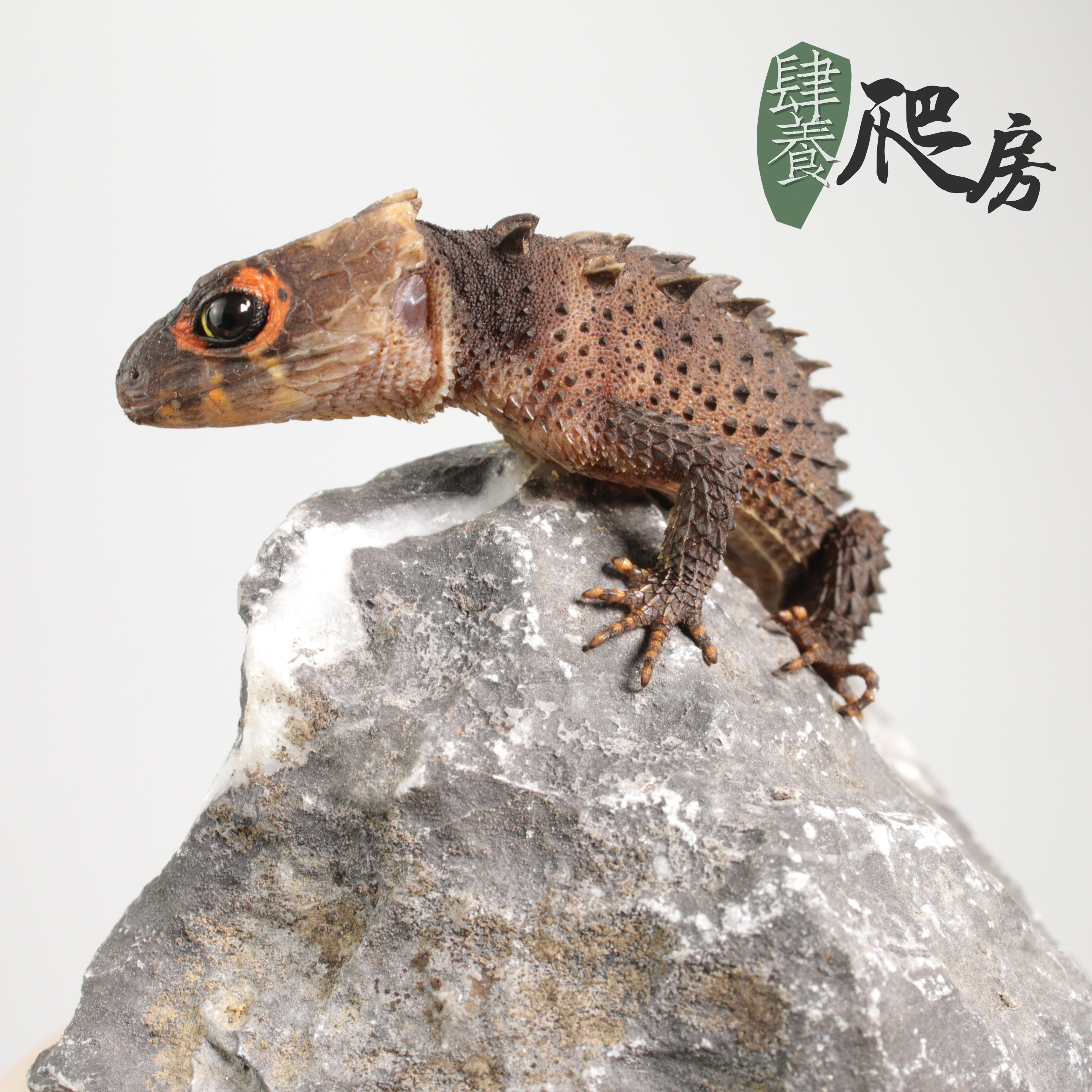 ht红眼鹰蜥 | 大亚成 (15-20cm)