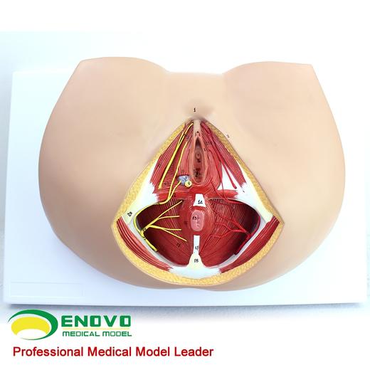 现货速发【医教模型】ENOVO颐诺 女性会阴模型 血管神经骨盆底肌解剖模型妇科泌尿肛肠科 盆底肌修复康复教具模型神经血管肌肉 商品图2