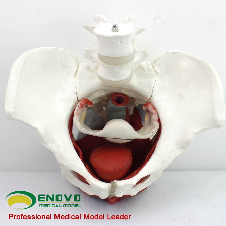 现货速发【医教模型】ENOVO颐诺 女性骨盆盆底肌生殖器官模型 盆腔附件结构膀胱阴道模型